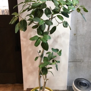 大阪府 茨木市の中古観葉植物が無料 格安で買える ジモティー