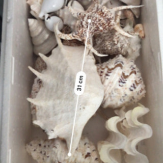 法螺貝やその他インテリアに使えそうな貝いっぱい。