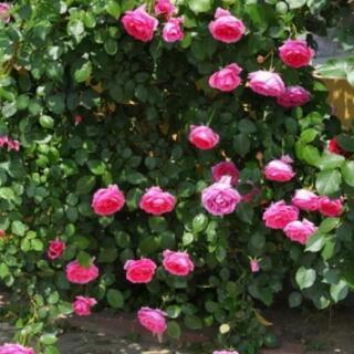 商談中 つるバラ挿し木 パレード レジコ プロフ必読願 門沢橋のその他の中古あげます 譲ります ジモティーで不用品の処分