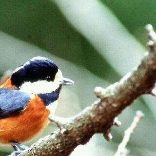 レンズAPO 500F4.5 AF 落札終了