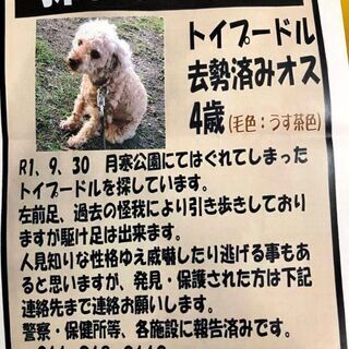 迷い犬ハッピーくん探しています。