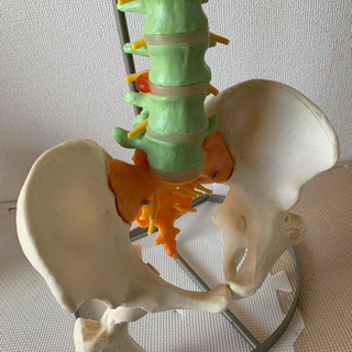 脊椎 骨盤 人体模型（色分けタイプ）