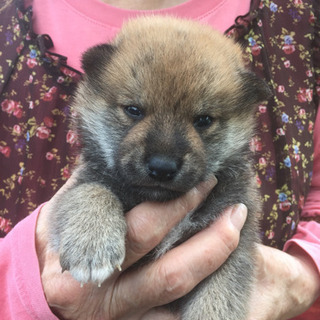 12～14日迄柴犬ご見学・ご予約会の画像