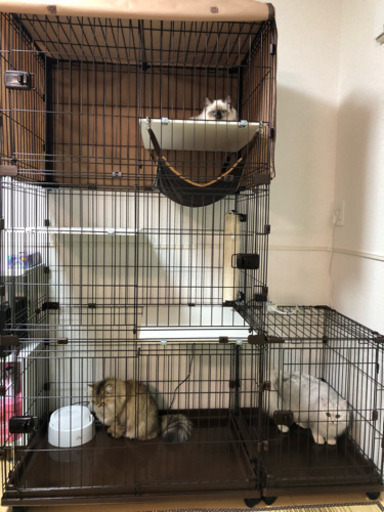 取引中 猫用サークル ゲージ 代引き発送も可