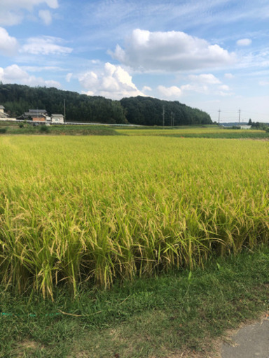 令和元年度 新米ヒノヒカリ30キロ
