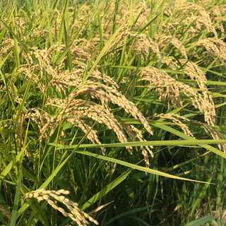 令和元年度 愛知県産(常滑市)・新米キヌヒカリ米30kg 無農薬、無