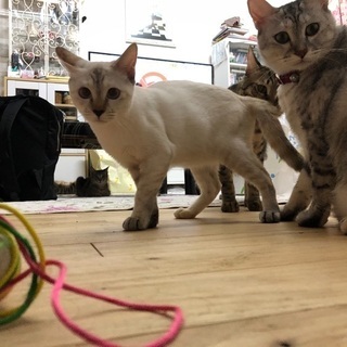 成猫の母猫と子供2匹の合計3匹での里親さんを募集します - 猫