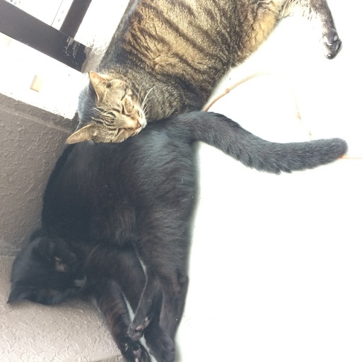 猫を引き取ってくれる人を探してます (かずかず) 春日井の猫の里親募集|ジモティー 猫を引き取ってくれる人を探してます (かずかず) 春日井の猫の里親募集|ジモティー