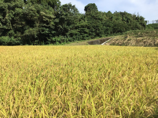 新米 令和元年  山間の湧水 ひのひかり32㎏完売しました有難うございました。感謝