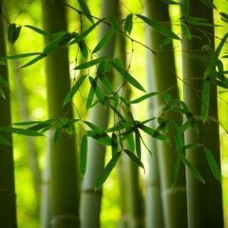 県内で竹を買い取りしてくれる所。