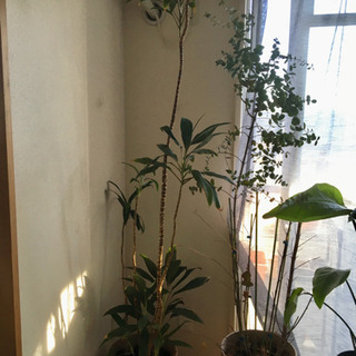 (お取引中)180cm 観葉植物