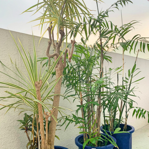 アレカヤシ 2 ドラセナ観葉植物セット Tomoya 宜野湾の家具の中古あげます 譲ります ジモティーで不用品の処分