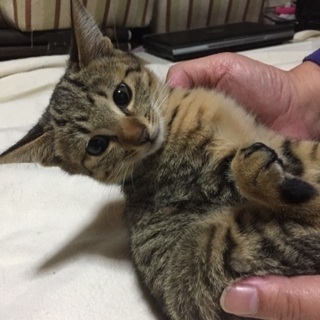 子猫の里親様募集／先日募集した子猫のきょうだい