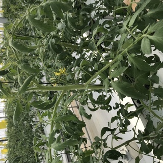 ハウストマト栽培の軽作業 初心者可 収穫や剪定作業や出荷等 Tomatoya 駒野の農業の無料求人広告 アルバイト バイト募集情報 ジモティー ハウストマト栽培の軽作業 初心者可 収穫や剪定作業や出荷等 Tomatoya 駒野の農業の無料求人広告 アルバイト バイト募集情報 ジモティー