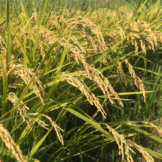 令和元年 愛知県産(常滑市) 無農薬、無化学肥料、稲架がけ天日干し