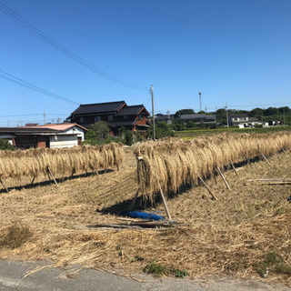 ☆令和元年度 愛知県産(常滑市) 新米キヌヒカリ米 無農薬、無