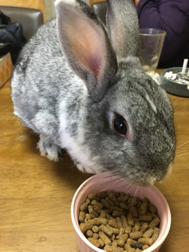4ヶ月のオスのうさぎさんと 2歳のメスのうさぎさん まどか 美園のその他の里親募集 ジモティー