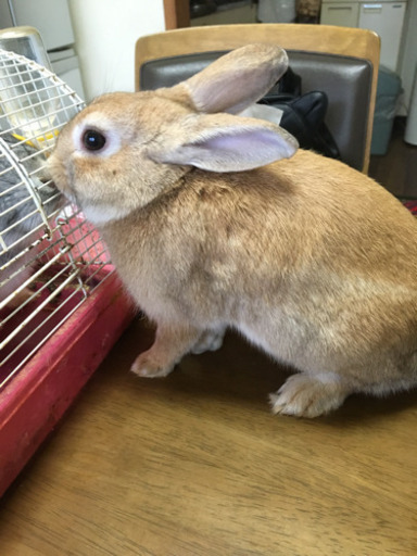 4ヶ月のオスのうさぎさんと 2歳のメスのうさぎさん まどか 美園のその他の里親募集 ジモティー