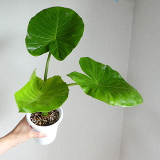 千葉県 市川市の中古観葉植物が無料 格安で買える ジモティー 千葉県 市川市の中古観葉植物が無料 格安で買える ジモティー
