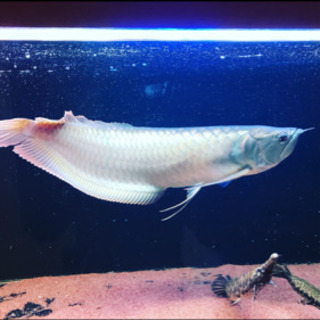 シルバーアロワナ ワイルド  良個体