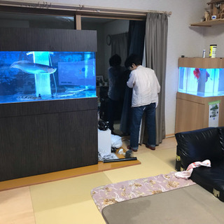 シルバーアロワナ ワイルド  良個体