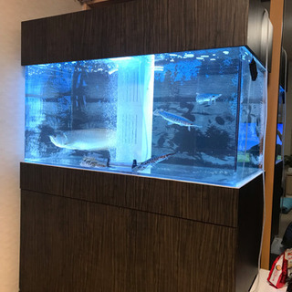 シルバーアロワナ ワイルド  良個体