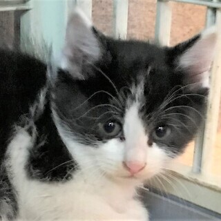 子猫シロクロ1.5ヵ月。