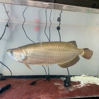 アロワナ ノーザンバラムンディ