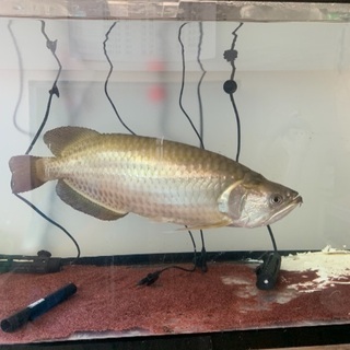 アロワナ ノーザンバラムンディ