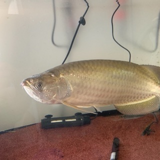 アロワナ ノーザンバラムンディ