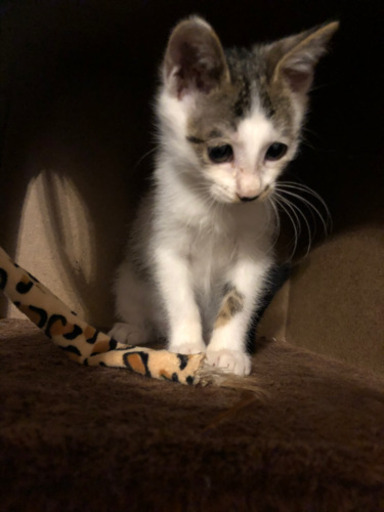 可愛がってくれる里親募集 そら 仙台の猫の里親募集 ジモティー