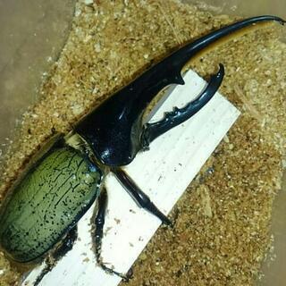 D･H･ヘラクレス‼150mm ペア‼