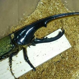 D･H･ヘラクレス‼150mm ペア‼