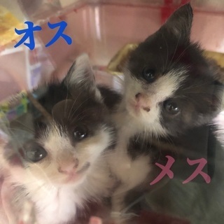 二匹の可愛すぎる子猫ちゃんの画像