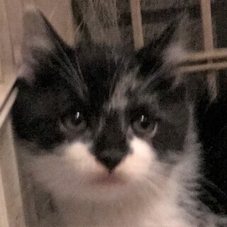 子猫シロクロ1.5ヵ月鼻が黒いです。