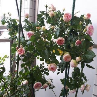 薔薇苗 大株3株