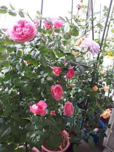 薔薇苗 大株3株