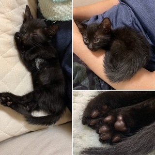 黒猫・男の子・9月上旬生まれ