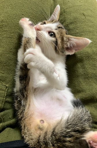 キジ白の超かわいい甘えん坊のカンちゃんです 伊川谷ねこクラブ 西明石の猫の里親募集 ジモティー