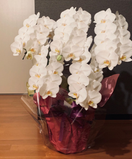 胡蝶蘭