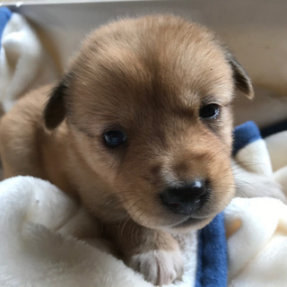 子犬の里親募集しています。