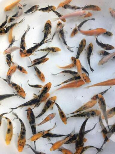 大量販売【錦鯉】稚魚20匹 (無選別)