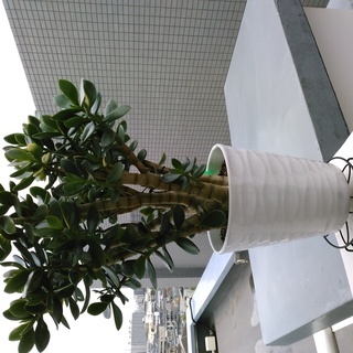 観葉植物　【　金のなる木　】　スタンド付セット　　高さ約60cm...