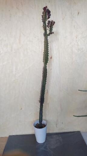 ユーフォルビア　彩雲閣1　95cm