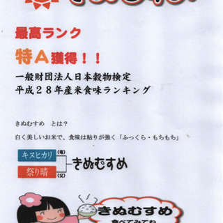 新米 31年度産 きぬむすめ