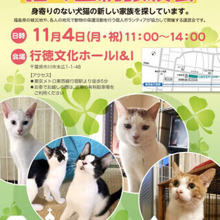 11/4(月・祝）　猫の里親譲渡会／市川市　行徳