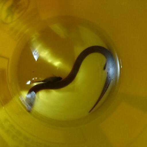 珍しい色のタウナギ 特大45 アニマル 堺市のその他の中古あげます 譲ります ジモティーで不用品の処分