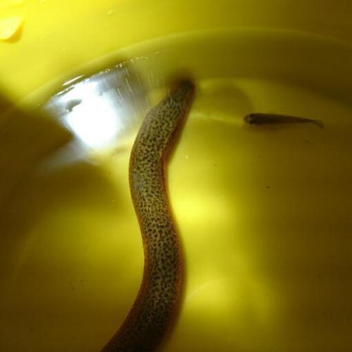 珍しい色のタウナギ 特大45 アニマル 堺市のその他の中古あげます 譲ります ジモティーで不用品の処分