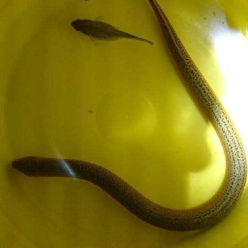 珍しい色のタウナギ 特大45 アニマル 堺市のその他の中古あげます 譲ります ジモティーで不用品の処分