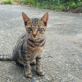 かわいい子猫が６匹います。 − 茨城県